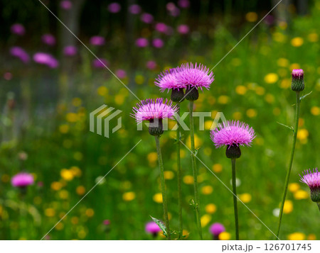 道のそばにある法面に咲く野アザミの花 126701745