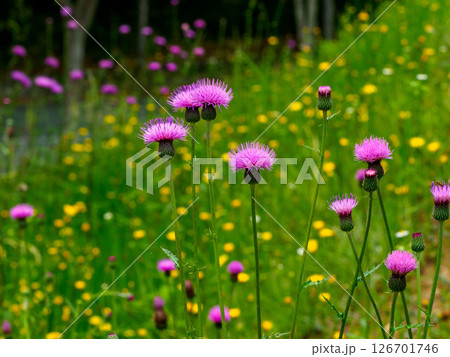 道のそばにある法面に咲く野アザミの花 126701746