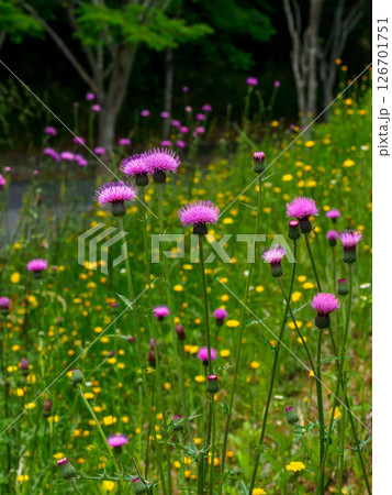 道のそばにある法面に咲く野アザミの花 126701751