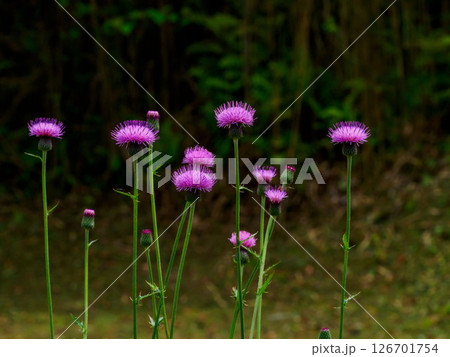 道のそばにある法面に咲く野アザミの花 126701754