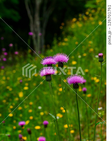 道のそばにある法面に咲く野アザミの花 道のそばにある法面に咲く野アザミの花 126701761