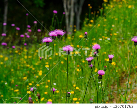 道のそばにある法面に咲く野アザミの花 126701762