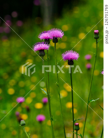 道のそばにある法面に咲く野アザミの花 126701769
