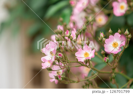 満開に咲く薔薇(ラベンダードリーム) 満開に咲く薔薇(ラベンダードリーム) 126701799
