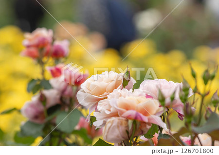 満開に咲く薔薇（ディスタントドラムス） 126701800