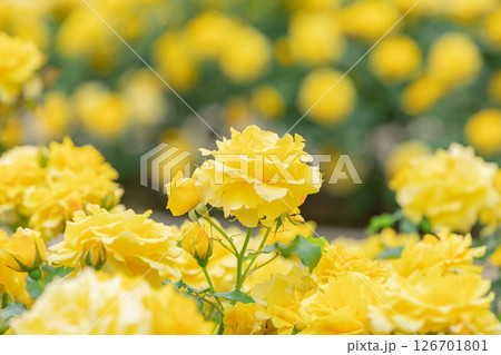 満開に咲く薔薇（ゴールドバニー） 126701801