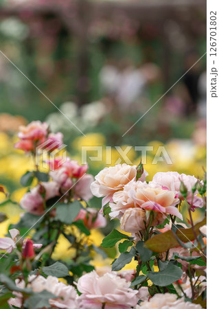 満開に咲く薔薇(ディスタントドラムス) 満開に咲く薔薇(ディスタントドラムス) 126701802