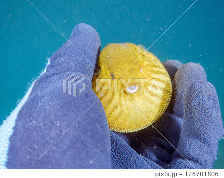 膨らみ漂う可愛いサザナミフグ(フグ目)の幼魚。 ヒリゾ浜中木南伊豆町伊豆半島静岡県2024 膨らみ漂う可愛いサザナミフグ(フグ目)の幼魚。 ヒリゾ浜中木南伊豆町伊豆半島静岡県2024 126701806