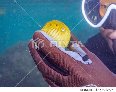 膨らみ漂う可愛いサザナミフグ(フグ目)の幼魚。 ヒリゾ浜中木南伊豆町伊豆半島静岡県2024 膨らみ漂う可愛いサザナミフグ(フグ目)の幼魚。 ヒリゾ浜中木南伊豆町伊豆半島静岡県2024 126701807