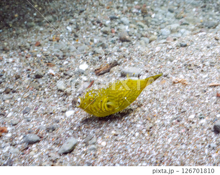 膨らみ漂う可愛いサザナミフグ（フグ目）の幼魚。 ヒリゾ浜中木南伊豆町伊豆半島静岡県2024 126701810