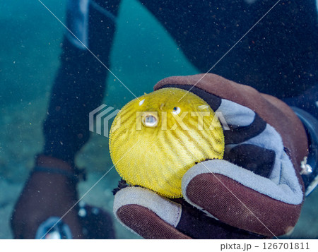 膨らみ漂う可愛いサザナミフグ(フグ目)の幼魚。 ヒリゾ浜中木南伊豆町伊豆半島静岡県2024 膨らみ漂う可愛いサザナミフグ(フグ目)の幼魚。 ヒリゾ浜中木南伊豆町伊豆半島静岡県2024 126701811