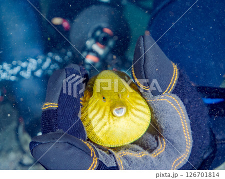 膨らみ漂う可愛いサザナミフグ（フグ目）の幼魚。 ヒリゾ浜中木南伊豆町伊豆半島静岡県2024 126701814