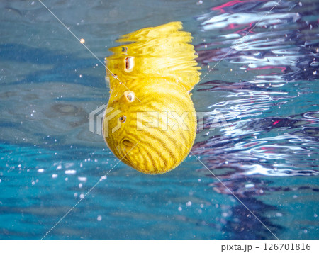 膨らみ漂う可愛いサザナミフグ（フグ目）の幼魚。 ヒリゾ浜中木南伊豆町伊豆半島静岡県2024 126701816