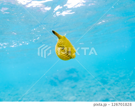 膨らみ漂う可愛いサザナミフグ（フグ目）の幼魚。 ヒリゾ浜中木南伊豆町伊豆半島静岡県2024 126701828