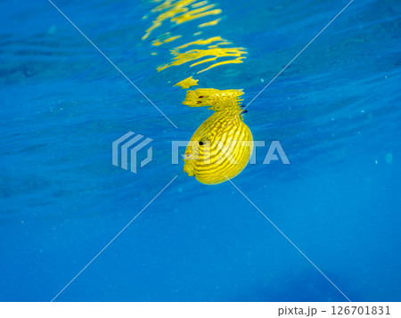 膨らみ漂う可愛いサザナミフグ(フグ目)の幼魚。 ヒリゾ浜中木南伊豆町伊豆半島静岡県2024 膨らみ漂う可愛いサザナミフグ(フグ目)の幼魚。 ヒリゾ浜中木南伊豆町伊豆半島静岡県2024 126701831