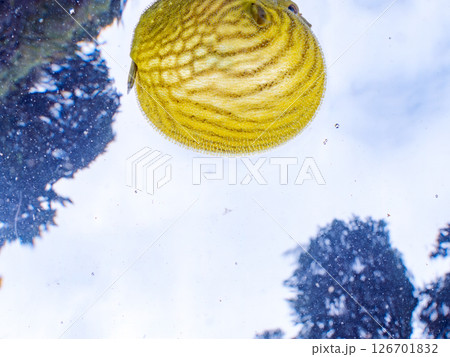 膨らみ漂う可愛いサザナミフグ（フグ目）の幼魚。 ヒリゾ浜中木南伊豆町伊豆半島静岡県2024 126701832
