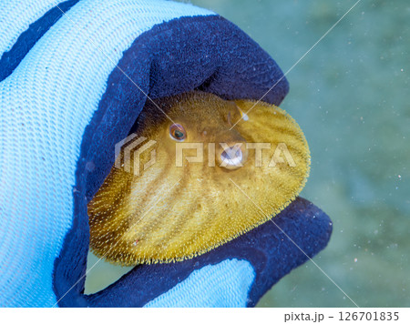 膨らみ漂う可愛いサザナミフグ（フグ目）の幼魚。 ヒリゾ浜中木南伊豆町伊豆半島静岡県2024 126701835
