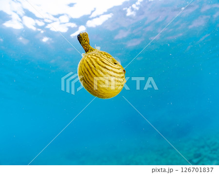 膨らみ漂う可愛いサザナミフグ(フグ目)の幼魚。 ヒリゾ浜中木南伊豆町伊豆半島静岡県2024 膨らみ漂う可愛いサザナミフグ(フグ目)の幼魚。 ヒリゾ浜中木南伊豆町伊豆半島静岡県2024 126701837