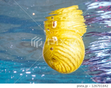 膨らみ漂う可愛いサザナミフグ（フグ目）の幼魚。 ヒリゾ浜中木南伊豆町伊豆半島静岡県2024 126701842