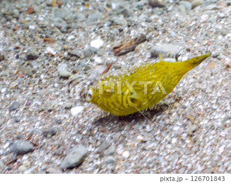 膨らみ漂う可愛いサザナミフグ（フグ目）の幼魚。 ヒリゾ浜中木南伊豆町伊豆半島静岡県2024 126701843