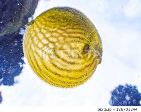 膨らみ漂う可愛いサザナミフグ(フグ目)の幼魚。 ヒリゾ浜中木南伊豆町伊豆半島静岡県2024 膨らみ漂う可愛いサザナミフグ(フグ目)の幼魚。 ヒリゾ浜中木南伊豆町伊豆半島静岡県2024 126701844