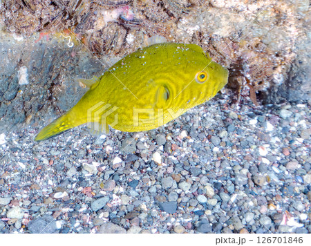 膨らみ漂う可愛いサザナミフグ(フグ目)の幼魚。 ヒリゾ浜中木南伊豆町伊豆半島静岡県2024 膨らみ漂う可愛いサザナミフグ(フグ目)の幼魚。 ヒリゾ浜中木南伊豆町伊豆半島静岡県2024 126701846