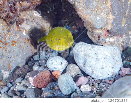 膨らみ漂う可愛いサザナミフグ（フグ目）の幼魚。 ヒリゾ浜中木南伊豆町伊豆半島静岡県2024 126701855