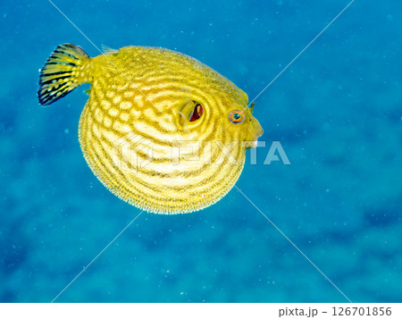 膨らみ漂う可愛いサザナミフグ（フグ目）の幼魚。 ヒリゾ浜中木南伊豆町伊豆半島静岡県2024 126701856