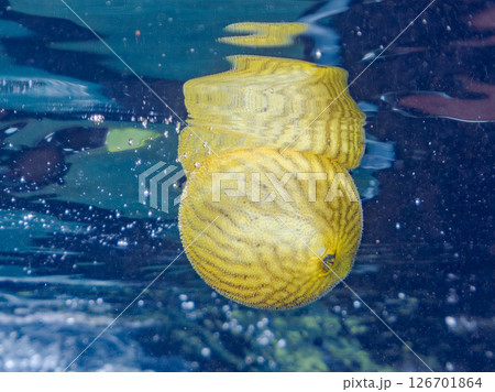 膨らみ漂う可愛いサザナミフグ（フグ目）の幼魚。 ヒリゾ浜中木南伊豆町伊豆半島静岡県2024 126701864