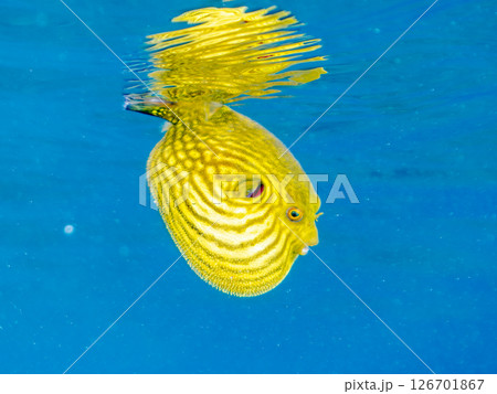 膨らみ漂う可愛いサザナミフグ（フグ目）の幼魚。 ヒリゾ浜中木南伊豆町伊豆半島静岡県2024 126701867