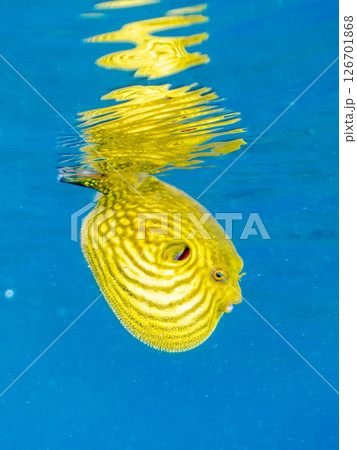 膨らみ漂う可愛いサザナミフグ（フグ目）の幼魚。 ヒリゾ浜中木南伊豆町伊豆半島静岡県2024 126701868