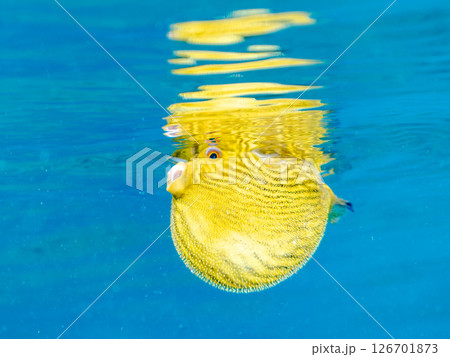 膨らみ漂う可愛いサザナミフグ（フグ目）の幼魚。 ヒリゾ浜中木南伊豆町伊豆半島静岡県2024 126701873