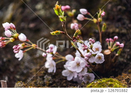 250416中橋桜m001 126701882