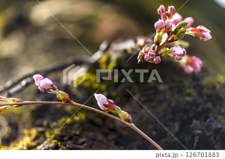 250416中橋桜m004 126701883
