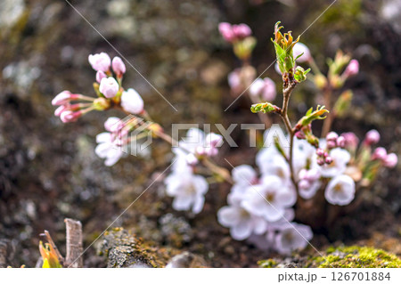 250416中橋桜m005 126701884