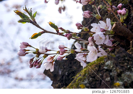 250416中橋桜m006 126701885