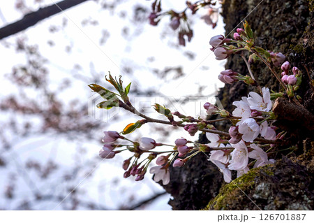 250416中橋桜m010 126701887
