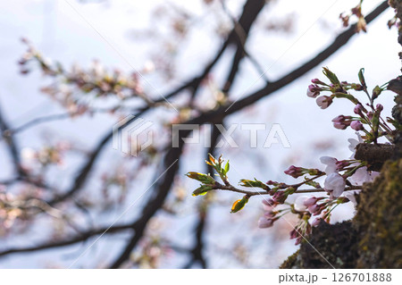 250416中橋桜m012 126701888