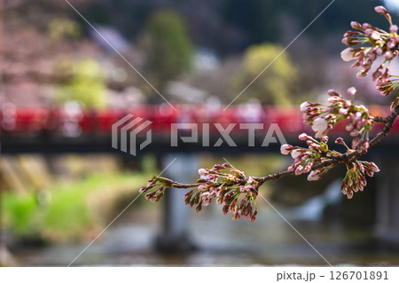 250416中橋桜m018 126701891