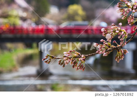 250416中橋桜m019 126701892