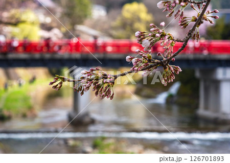 250416中橋桜m023 250416中橋桜m023 126701893