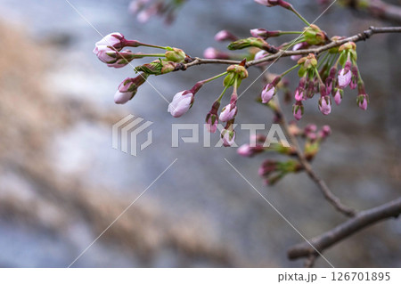 250416中橋桜m034 250416中橋桜m034 126701895