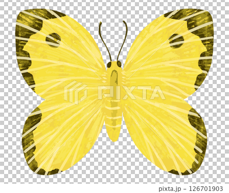 蝶のベクターイラスト 126701903