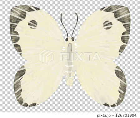 butterfly, butterflies, vector 126701904