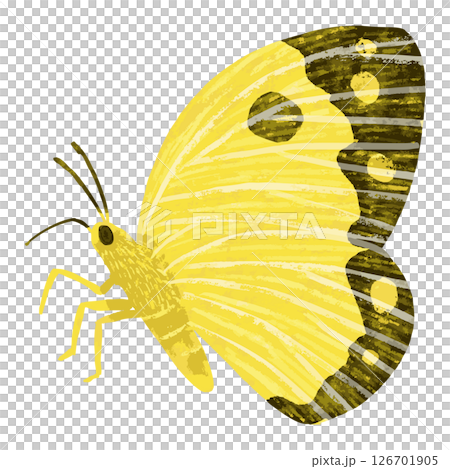 蝴蝶向量圖 126701905