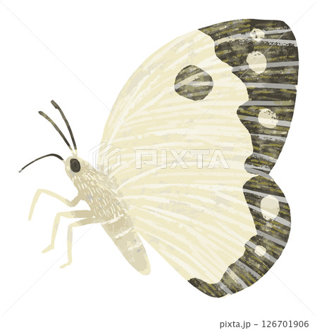 20250318butterfly07 20250318butterfly07 126701906