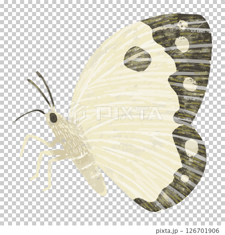 20250318butterfly07 20250318butterfly07 126701906