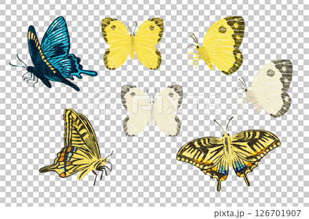蝶のベクターイラスト 126701907