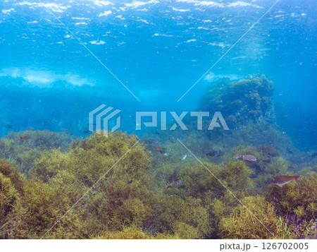 ホンダワラ群生とブダイ、ニザダイ、アイゴ他の群れ。ヒリゾ浜中木南伊豆町伊豆半島静岡県2024 126702005