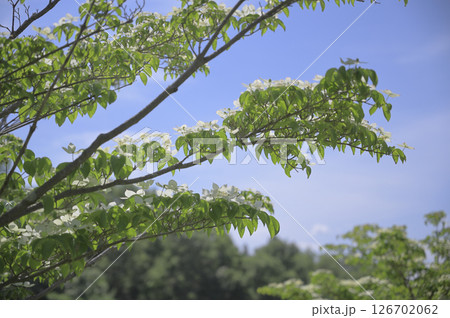 野に咲くヤマボウシ 野に咲くヤマボウシ 126702062